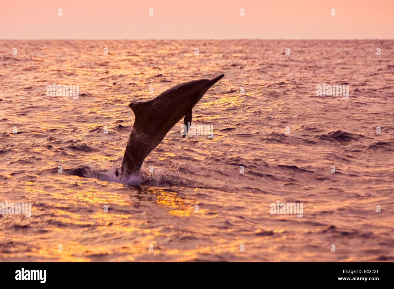 Delfines hawaiano, Stenella longirostris longirostris, saltando al atardecer off costa de Kona, Big Island, Hawaii, Estados Unidos, el Pacífico Foto de stock
