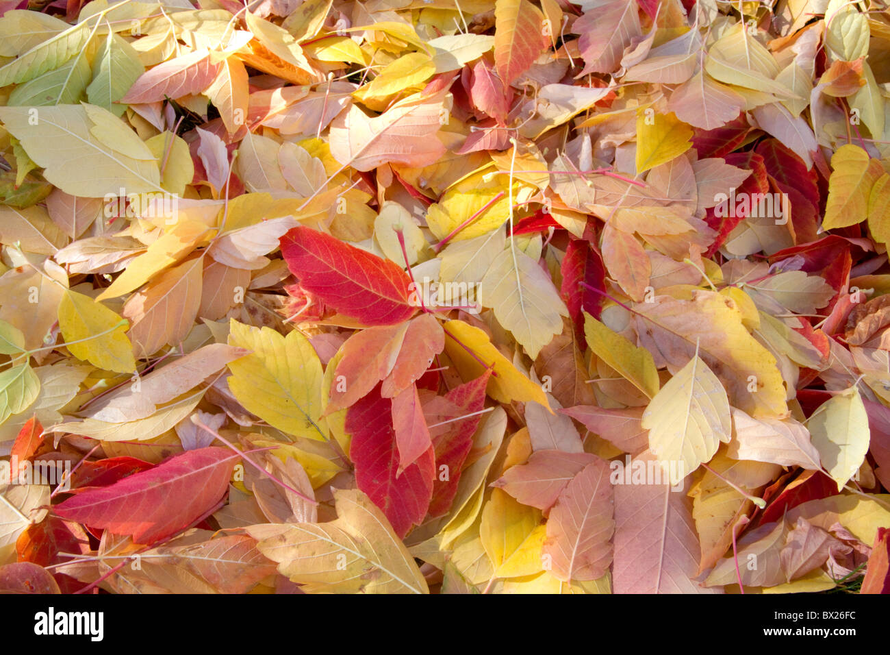 Coloridas hojas de otoño sobre el terreno en Boise, Idaho, USA. Foto de stock