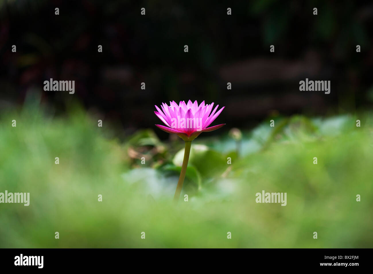 Nymphaea. Waterlily flor tropical en un estanque en la India. Profundidad de campo Foto de stock