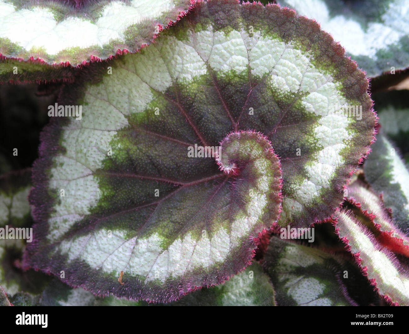 Begonia begonia fotografías e imágenes de alta resolución - Alamy