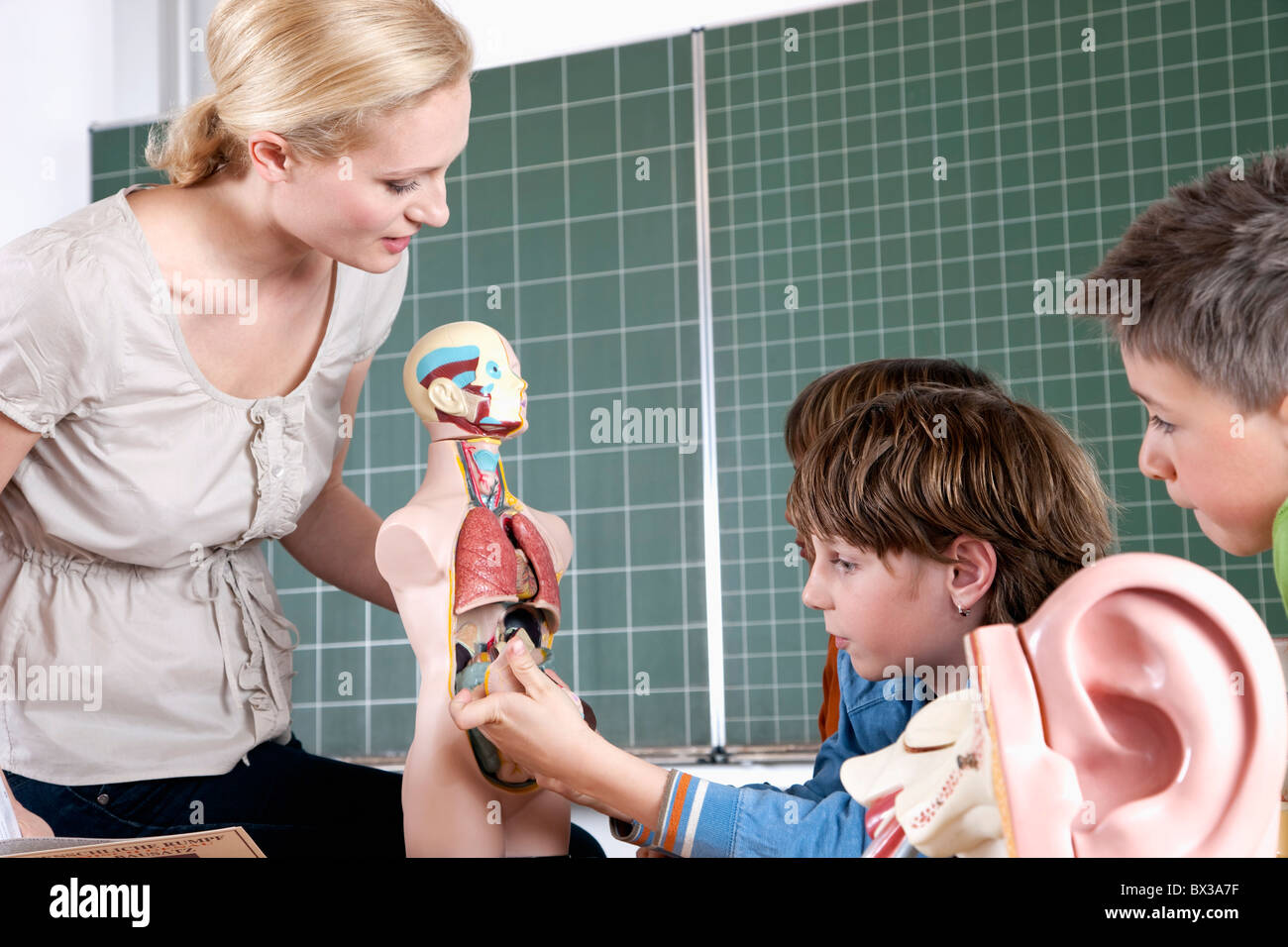 Profesor demostrando el modelo del cuerpo humano a tres alumnos Foto de stock