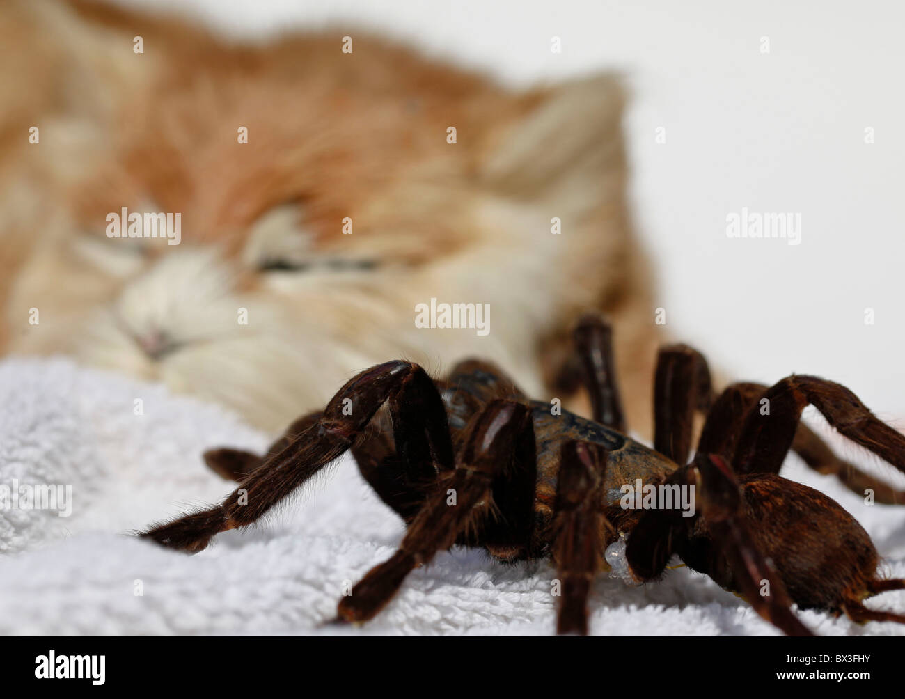Tarantula y cat. Foto de stock