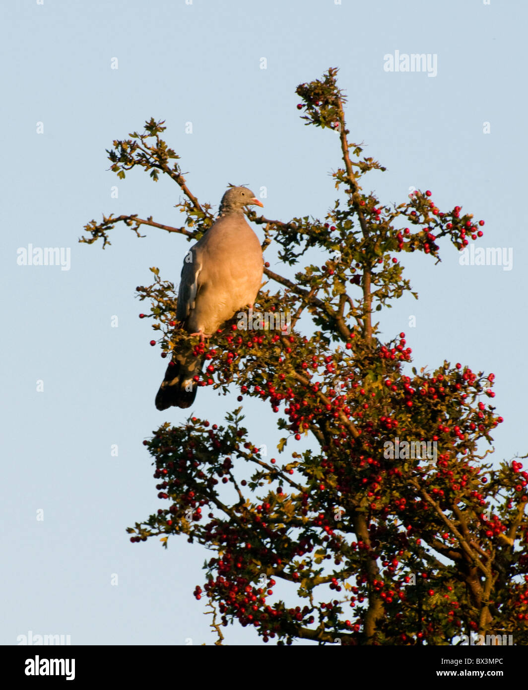 Madera Pidgeon posados en Bush de bayas rojas en la tardía luz del atardecer dorado Foto de stock