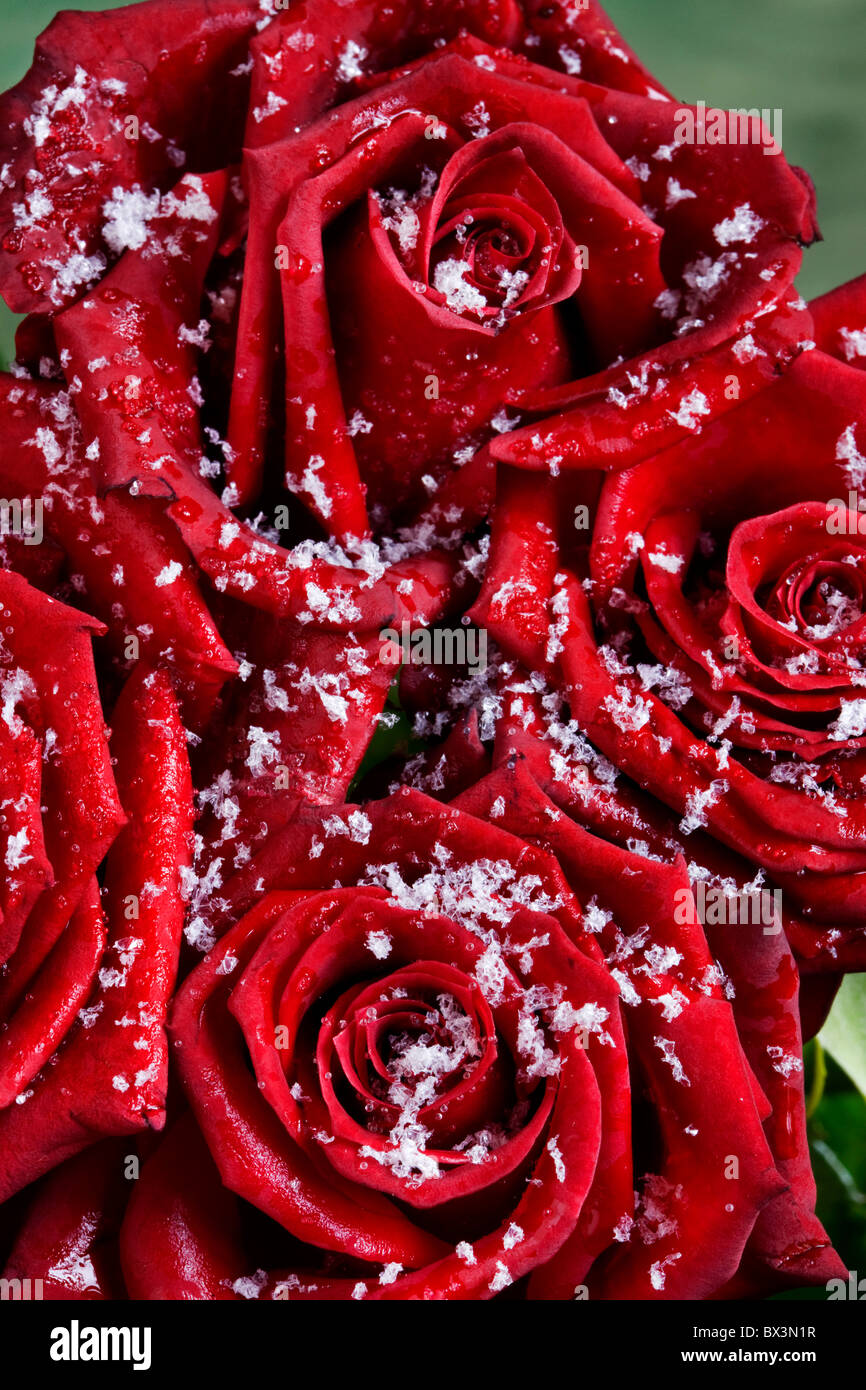 Bouquet de rosas rojas cubiertas de copos de nieve en invierno Foto de stock