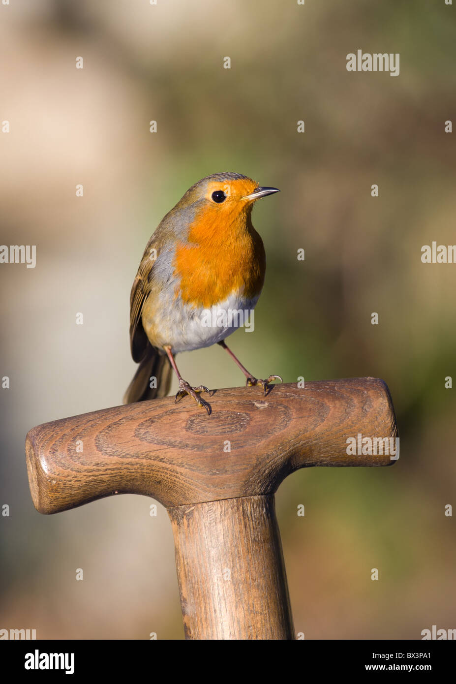 Robin en una horquilla de jardín manejar Foto de stock