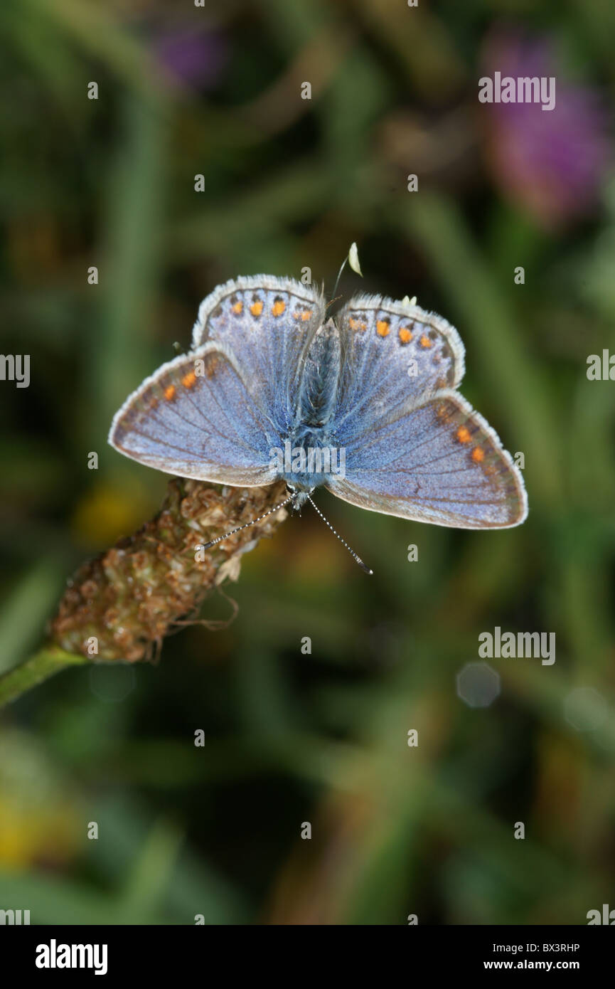 Polyommatus icarus azul común (hembra) Foto de stock