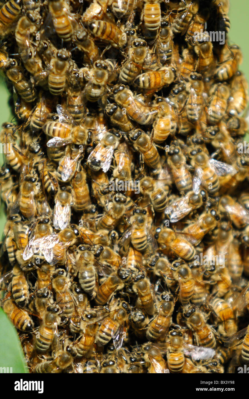 Miel de abejas (Apis mellifera) Foto de stock