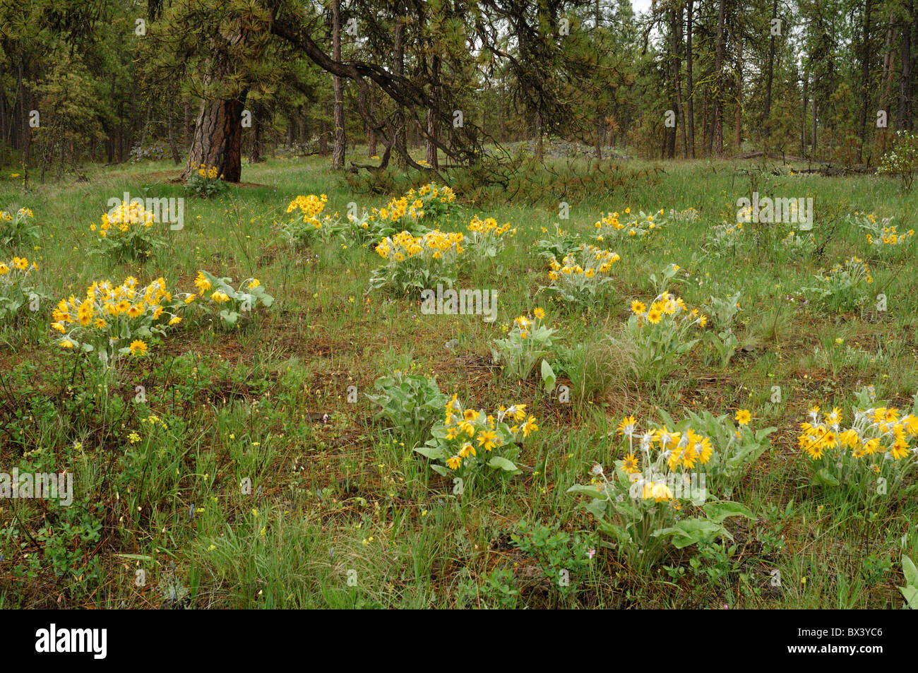 Balsamorhiza Balsamroot (girasol), y en la primavera de flores silvestres Foto de stock
