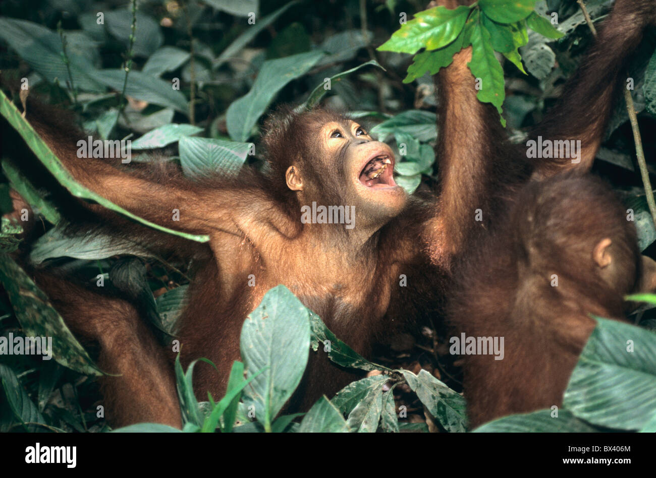 Juveniles de orangutanes en el canopy. Foto de stock