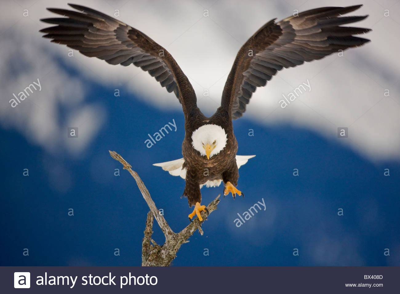 Имп путь орла. Путь орла. Путь орла картинки. Eagle landing. Golden Eagle landing.