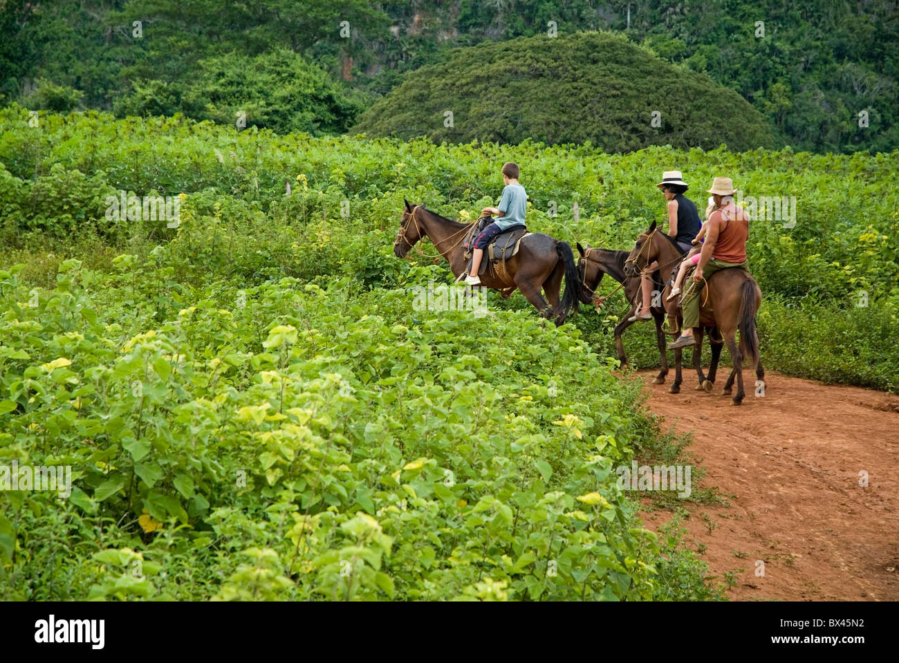Familia cabalgatas en el campo junto con su guía Cubana, Valle de Viñales, Cuba. Foto de stock