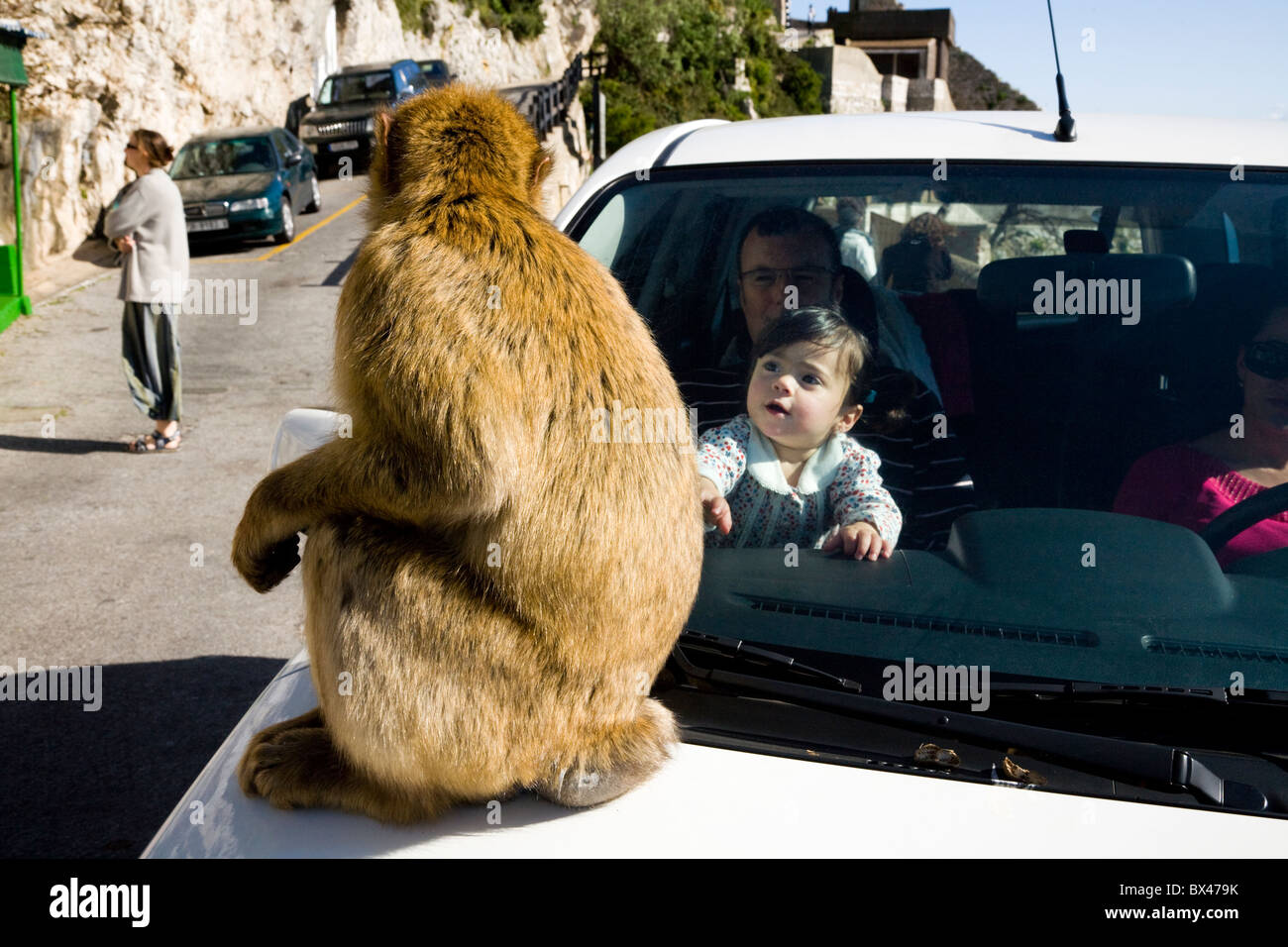 Mono Macaco Barbary sentado en un automóvil conducido por turistas en familia / en Gibraltar Rock. Un bebé/niño/niño está mirando. Foto de stock