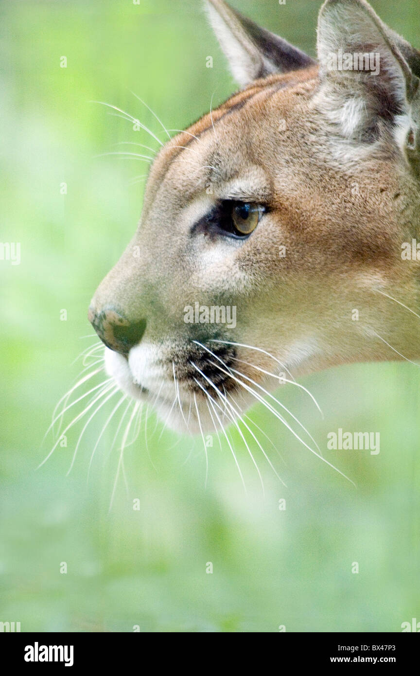 Mountain Lion puma Felis concolor retrato de cabeza de perfil Fotografía de  stock - Alamy