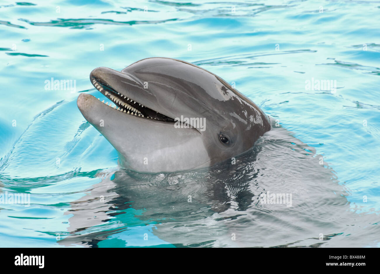 Delfín Foto de stock