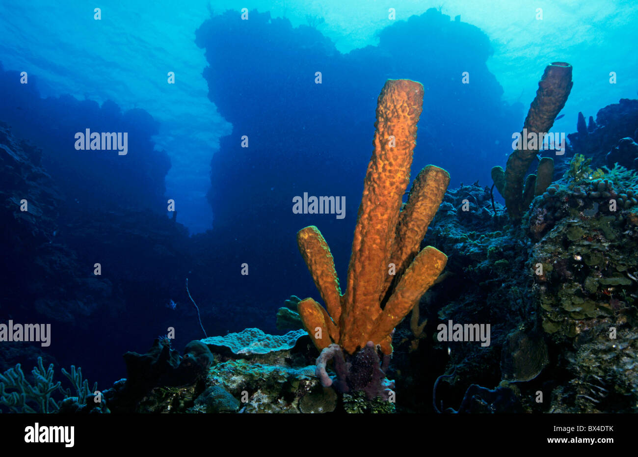 Crecimiento de coral en el Arrecife Palancar rocoso, la isla de Cozumel, México. Foto de stock
