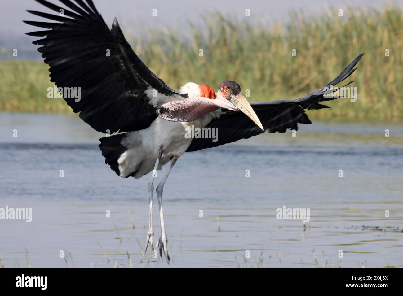 Leptoptilos crumeniferus Marabou Stork aterrizar en el lago Awasa, Etiopía Foto de stock