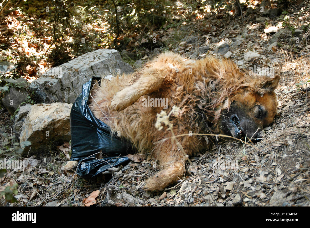 Dead dog fotografías e imágenes de alta resolución - Alamy