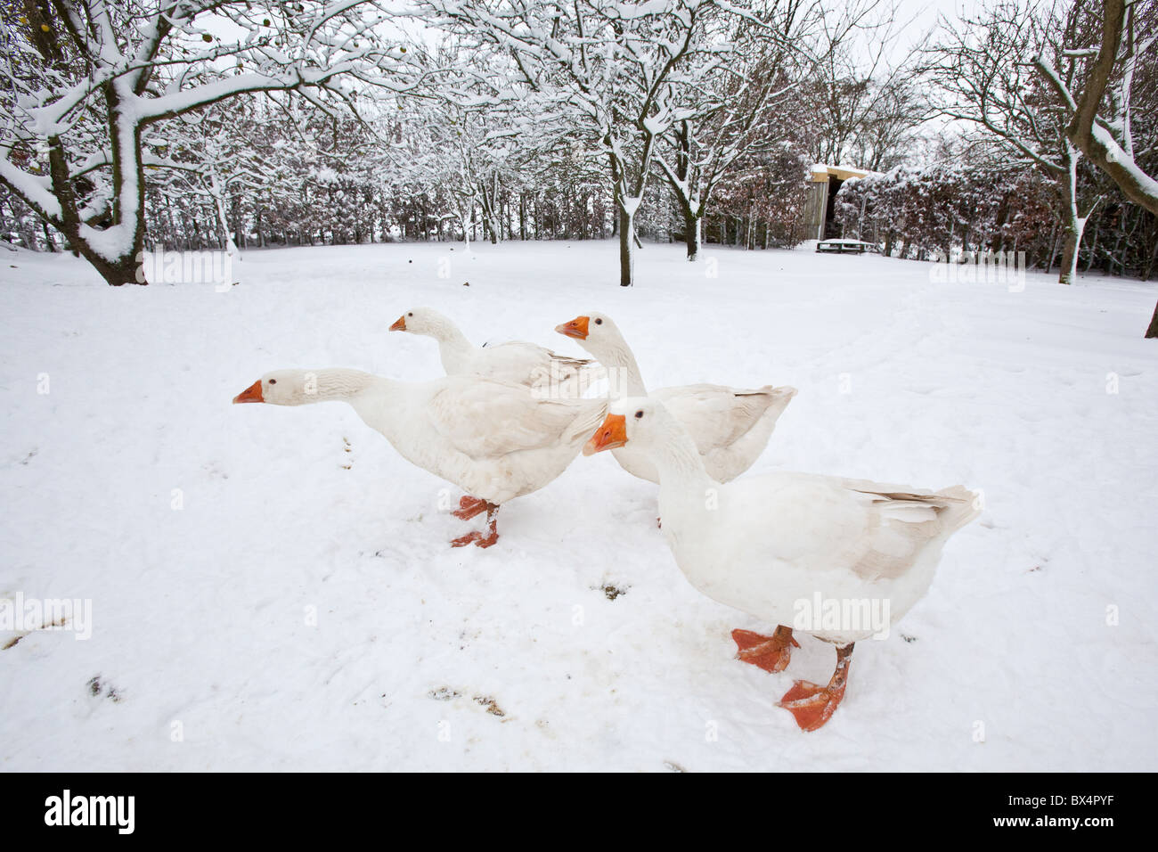 Embden gansos en la nieve, Hampshire, Inglaterra. Foto de stock