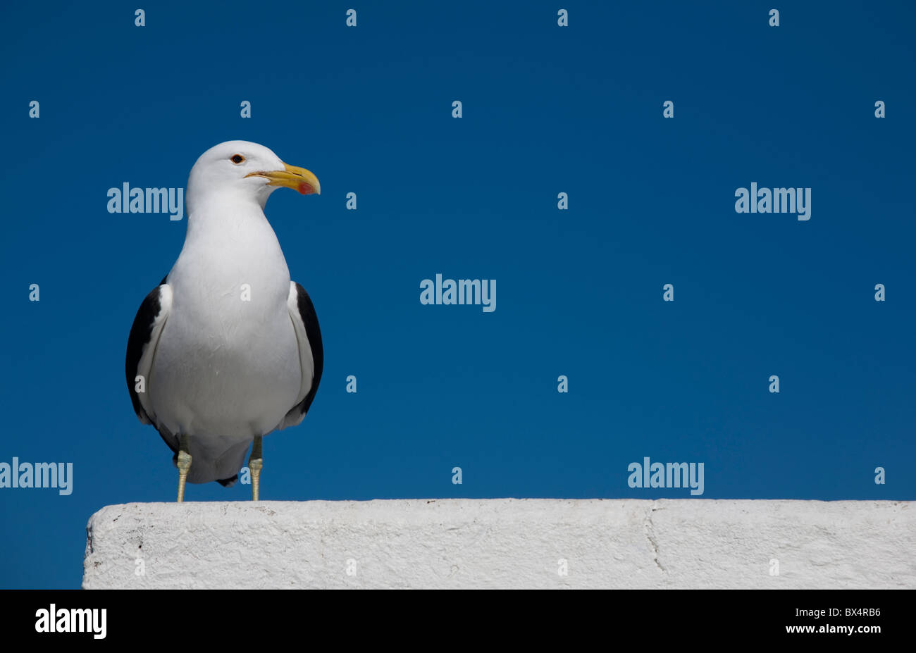 Seagull en una pared. Foto de stock