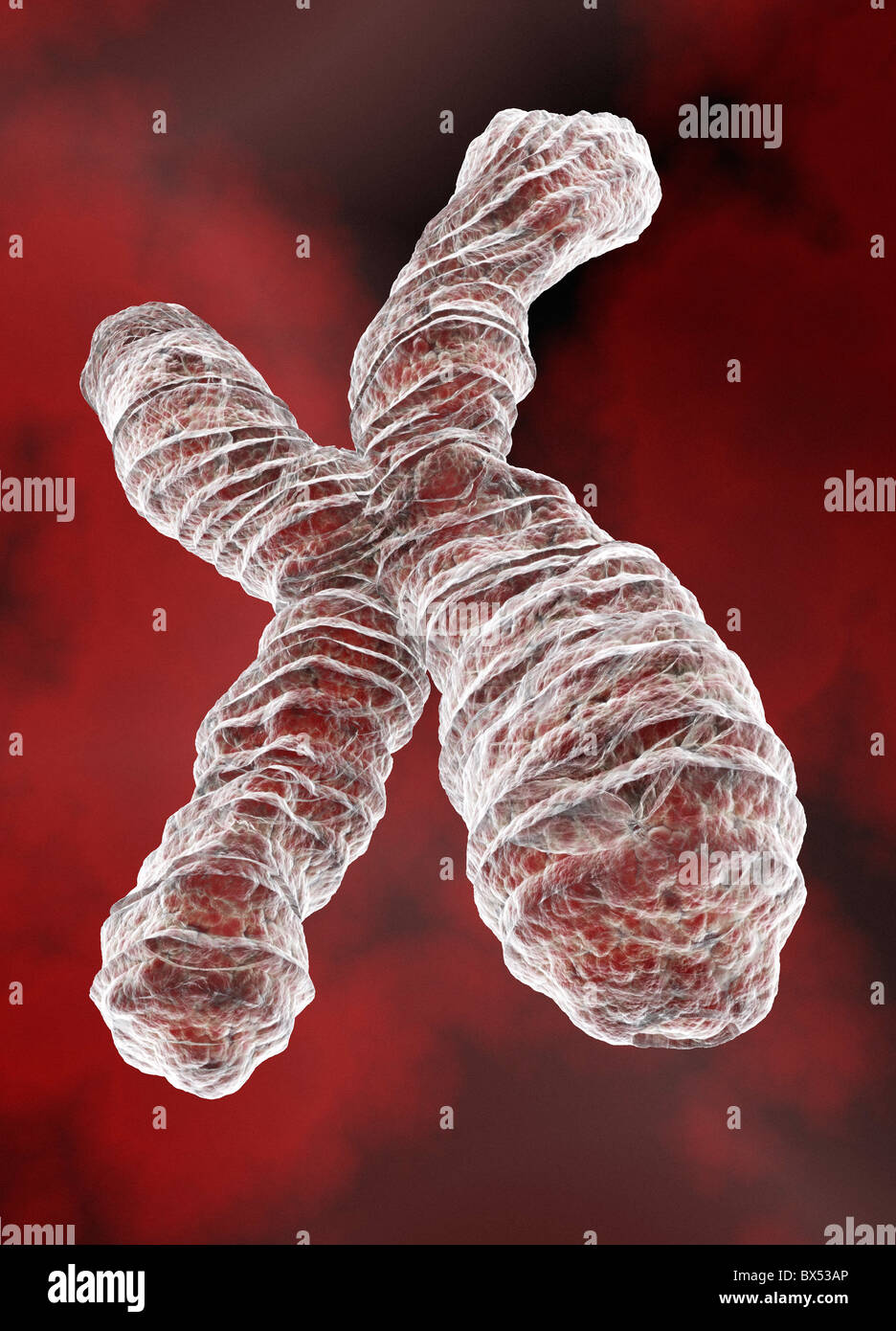 Cromosoma x Foto de stock