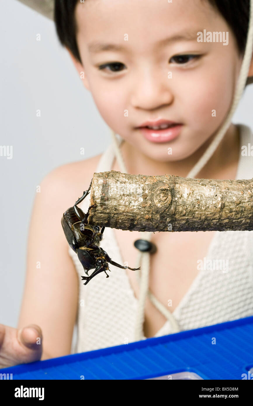 Chico mirando en gran escarabajo Foto de stock