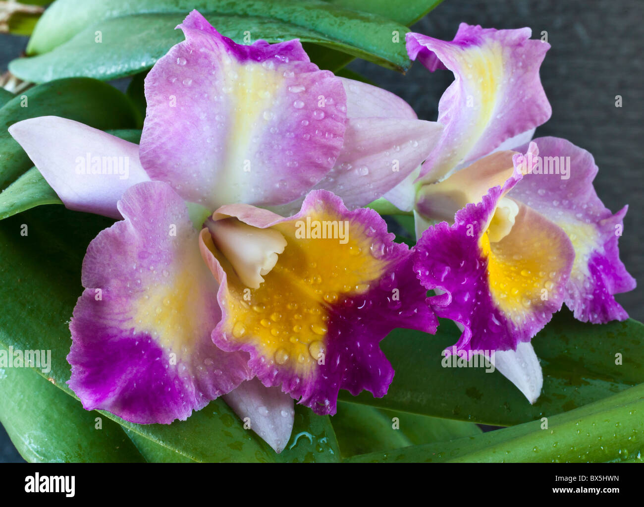 Hermosa Hawaii orquídea Cattleya en ajuste studio Fotografía de stock -  Alamy