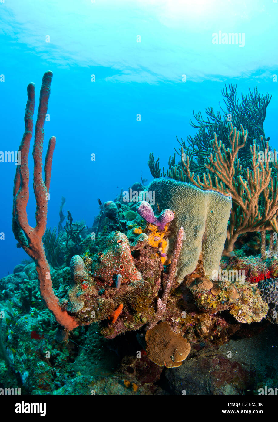 Jardines de Coral en la costa de Roatan Honduras Foto de stock