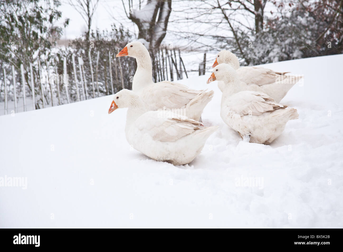 Blanco Embden gansos domésticos o ganso de Bremen, en la nieve, Hampshire, Inglaterra, Reino Unido. Foto de stock