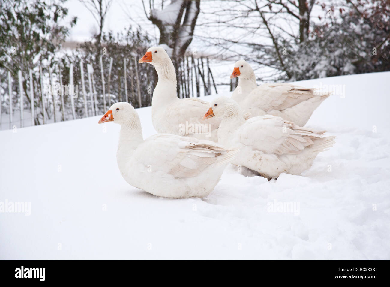 Blanco Embden gansos domésticos o ganso de Bremen, en la nieve, Hampshire, Inglaterra, Reino Unido. Foto de stock