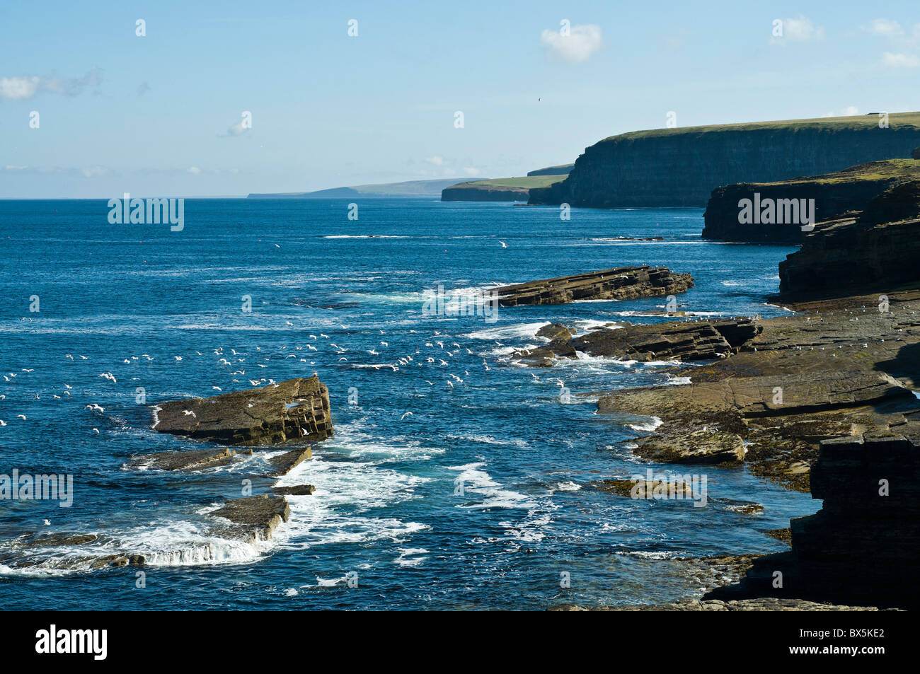 dh AVES gaviotas ORKNEY Flock de aves marinas volando a lo largo de rocas north isles costa escocesa costa del reino unido Foto de stock