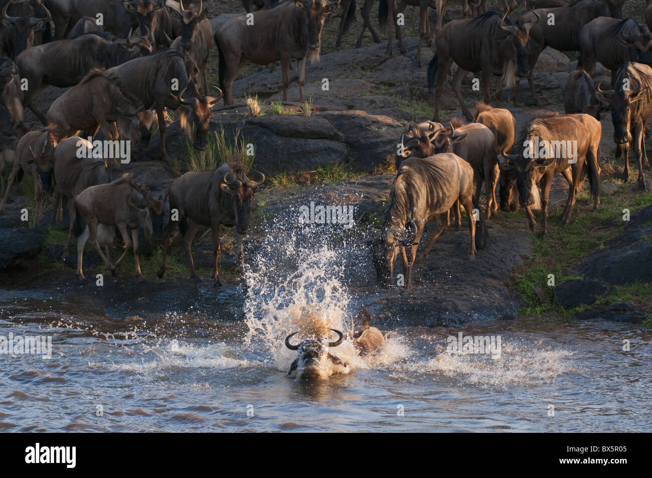 Los ñus cruzando el río Mara durante la migración anual, Masai Mara, Kenia, África oriental, África Foto de stock