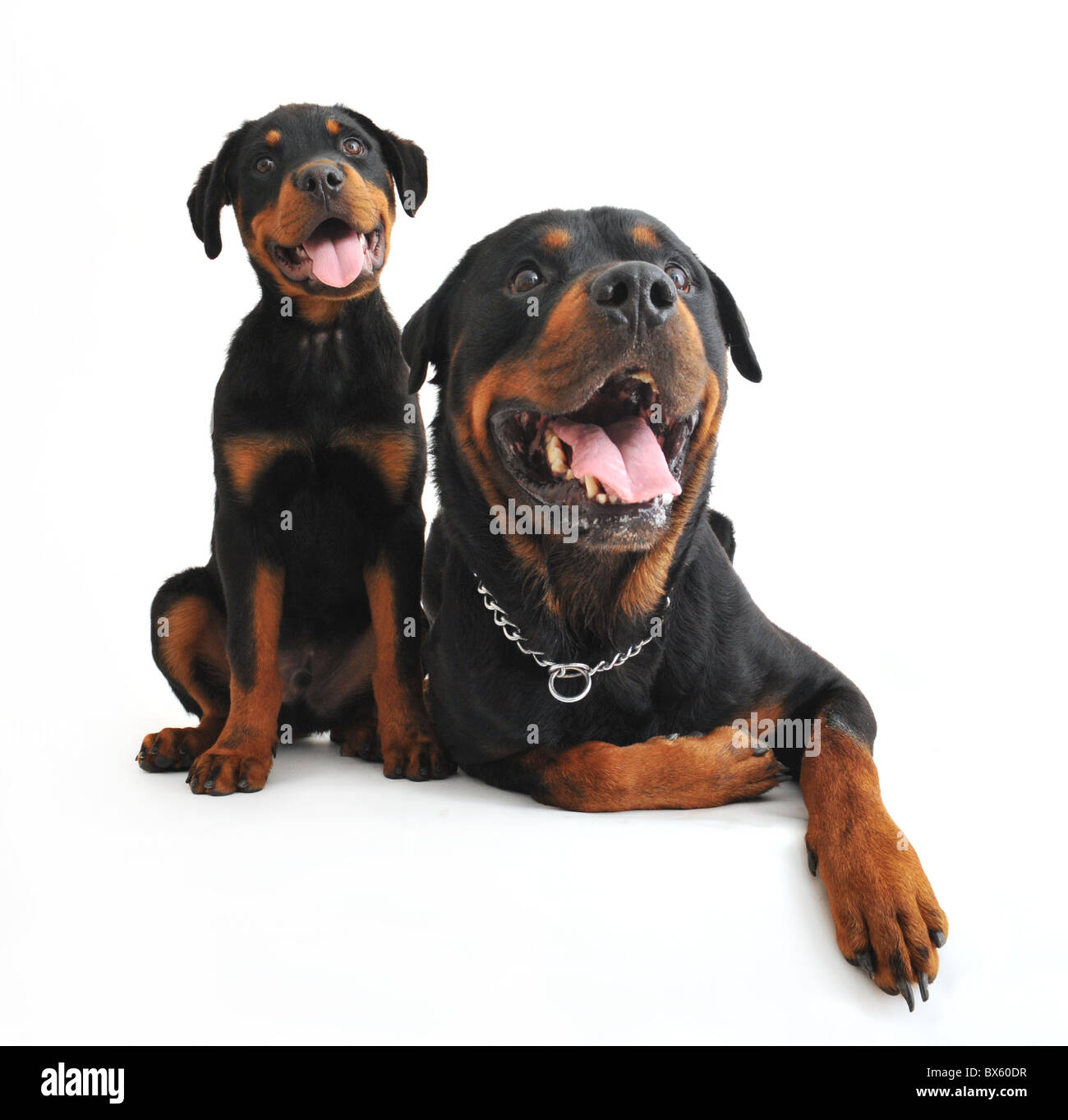 Rottweiler sobre un fondo blanco fotografías e imágenes de alta resolución  - Alamy