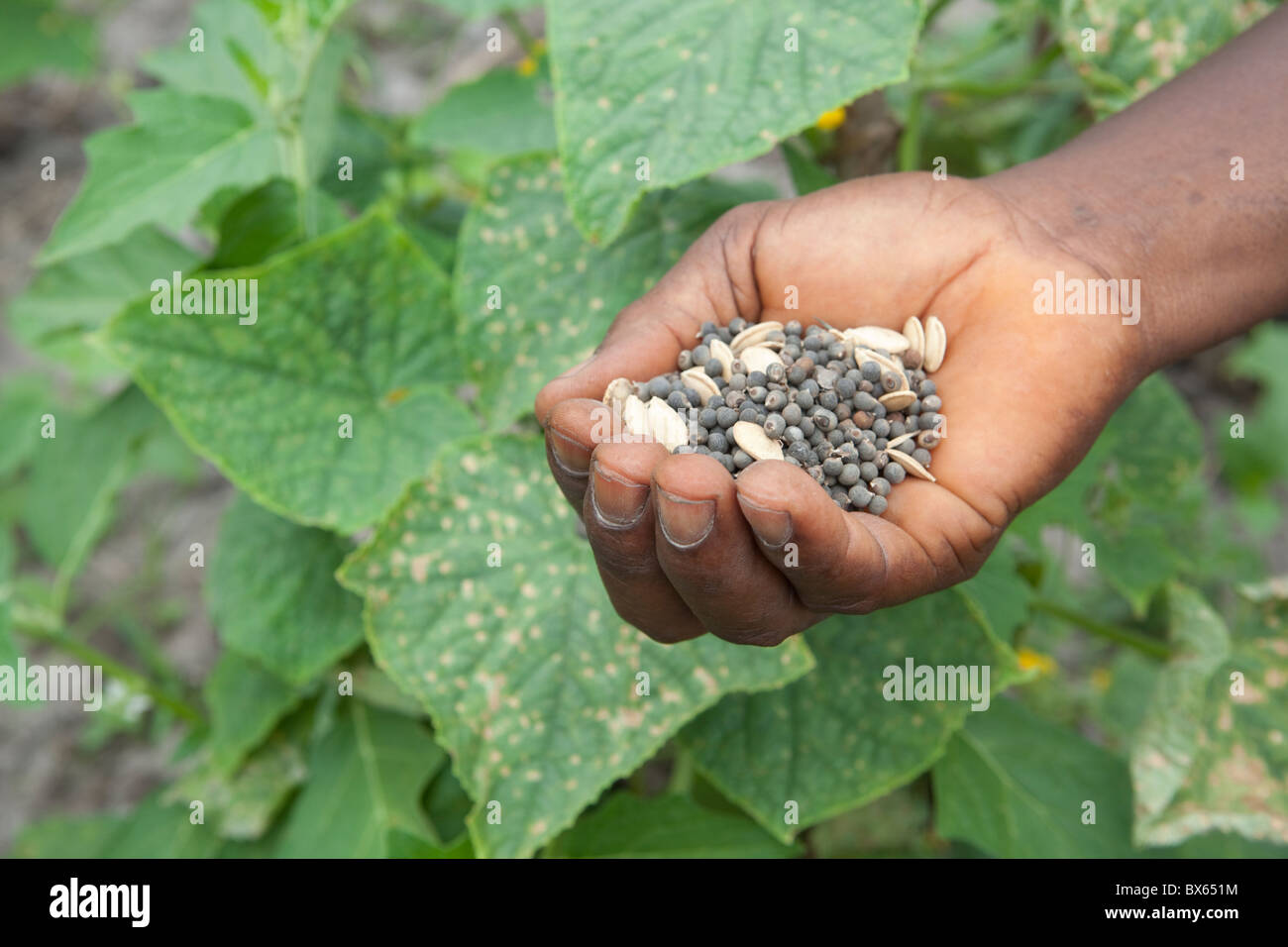 Un agricultor posee un puñado de semillas en Kakata, Liberia, África occidental. Foto de stock