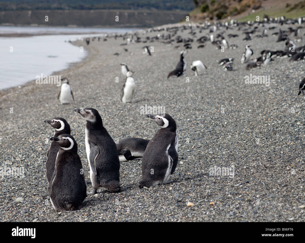 Los pingüinos magallánicos en la Isla Martillo cerca de Ushuaia, Argentina  Fotografía de stock - Alamy