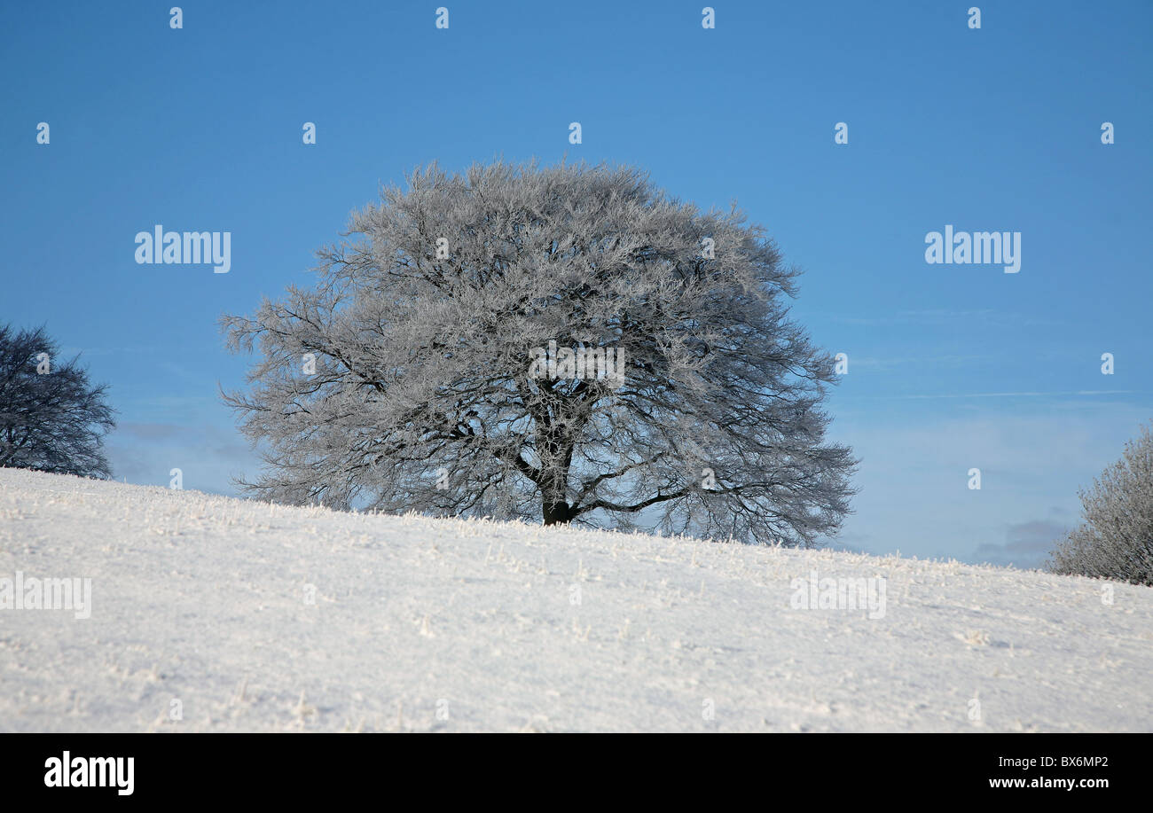 Árboles y arbustos cubiertos de helada hoar cubierto de nieve en un soleado día de invierno Foto de stock