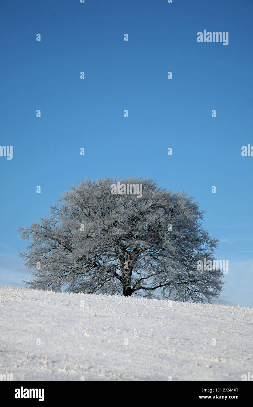Árboles y arbustos cubiertos de helada hoar cubierto de nieve en un soleado día de invierno Foto de stock