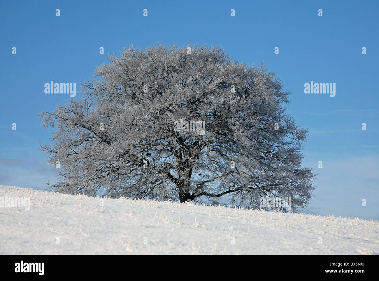 Árboles y arbustos cubiertos de helada hoar cubierto de nieve en un soleado día de invierno Foto de stock