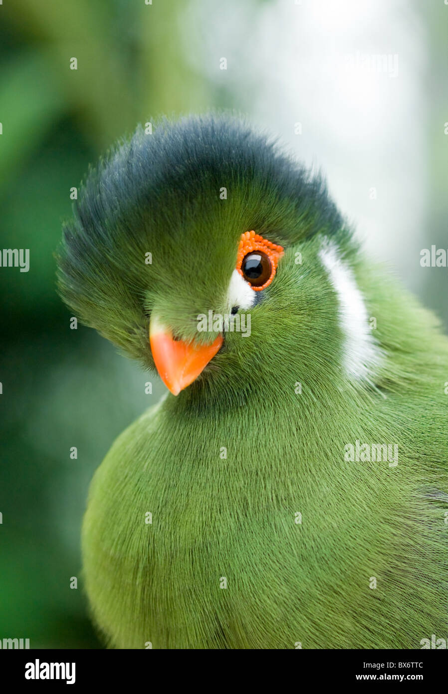 Pájaro verde Foto de stock