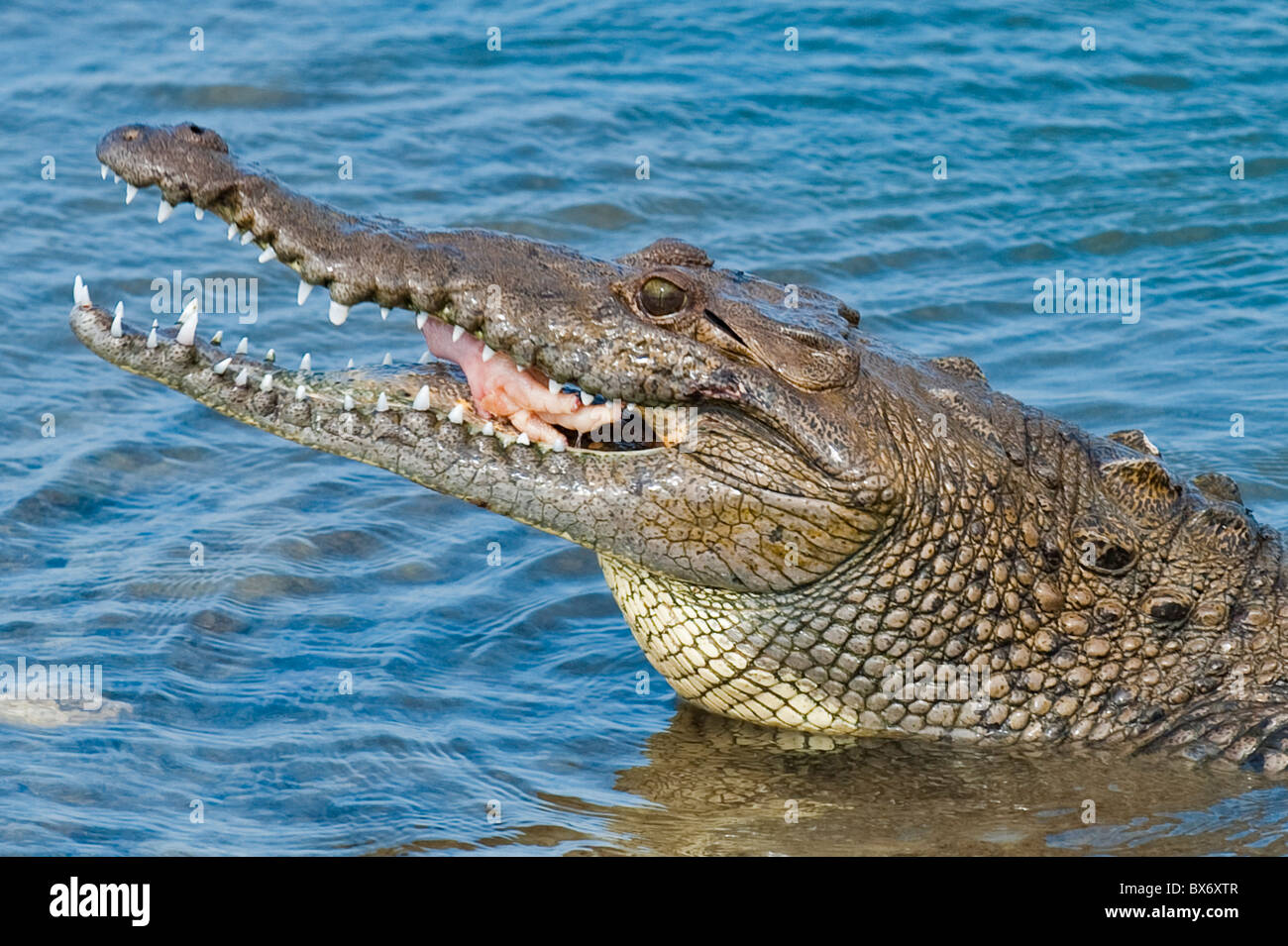 El cocodrilo de agua salada en el Parque Punta Sur, Isla de Cozumel (Cozumel), Isla de Cozumel, frente a la Península de Yucatán, Quintana Roo, México. Foto de stock