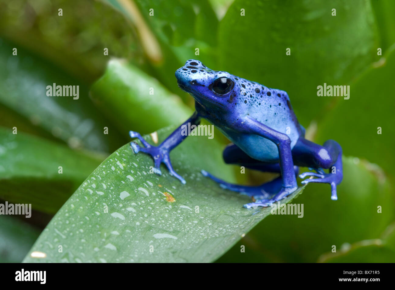 Blue Poison Dart Frog, Dendrobates tinctorius azureus Foto de stock
