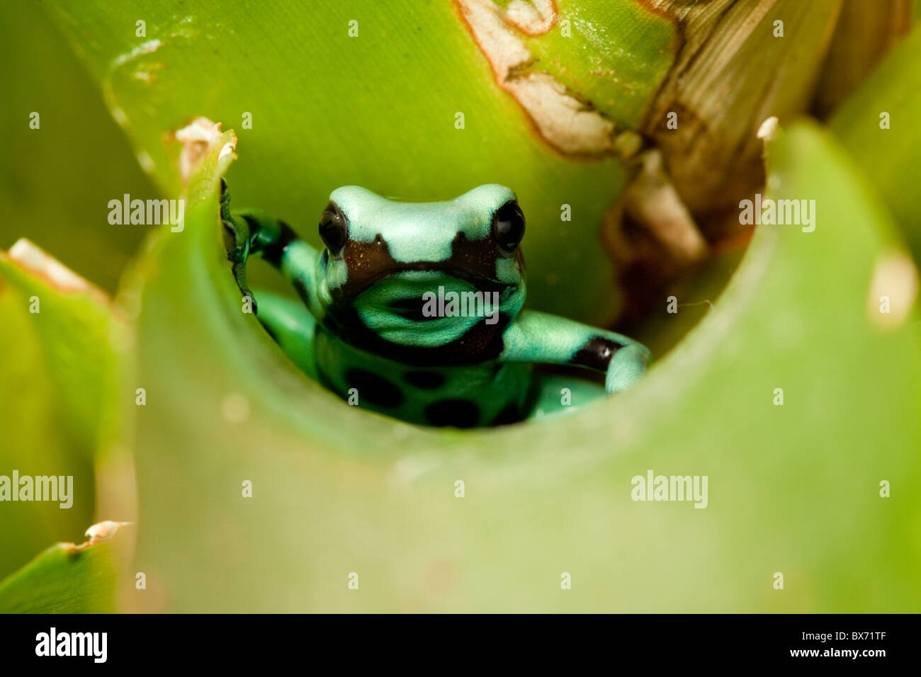 Verde y negro Poison Dart Frog, Dendrobates auratus cope', 'El formulario Foto de stock