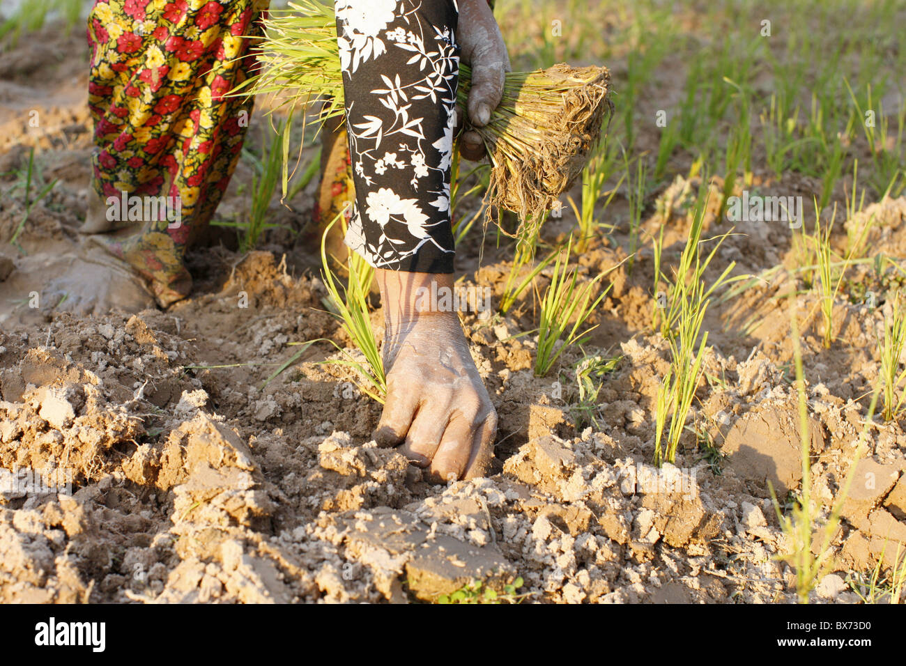 Mujer plantando arroz, Siem Reap, Camboya, en Indochina, en el sudeste de Asia, Asia Foto de stock