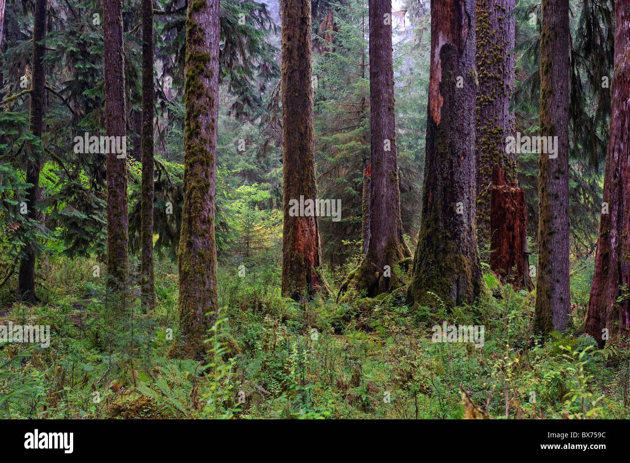 Ee.Uu., Washington, el Parque Nacional Olímpico, Hoh Rainforest, árboles cubiertos de musgo Foto de stock