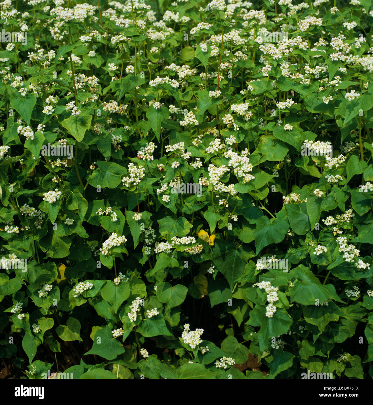 La floración del alforfón (Fagopyrum esculentum) sustituirlas una cosecha de grano Foto de stock