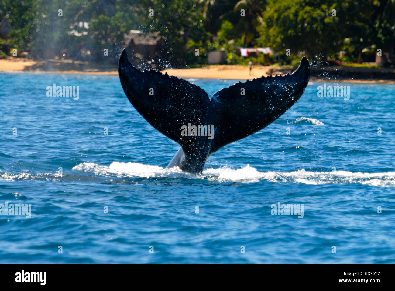 La ballena jorobada (Megaptera novaeangliae), Ile Sainte Marie, Madagascar, el Océano Índico, África Foto de stock