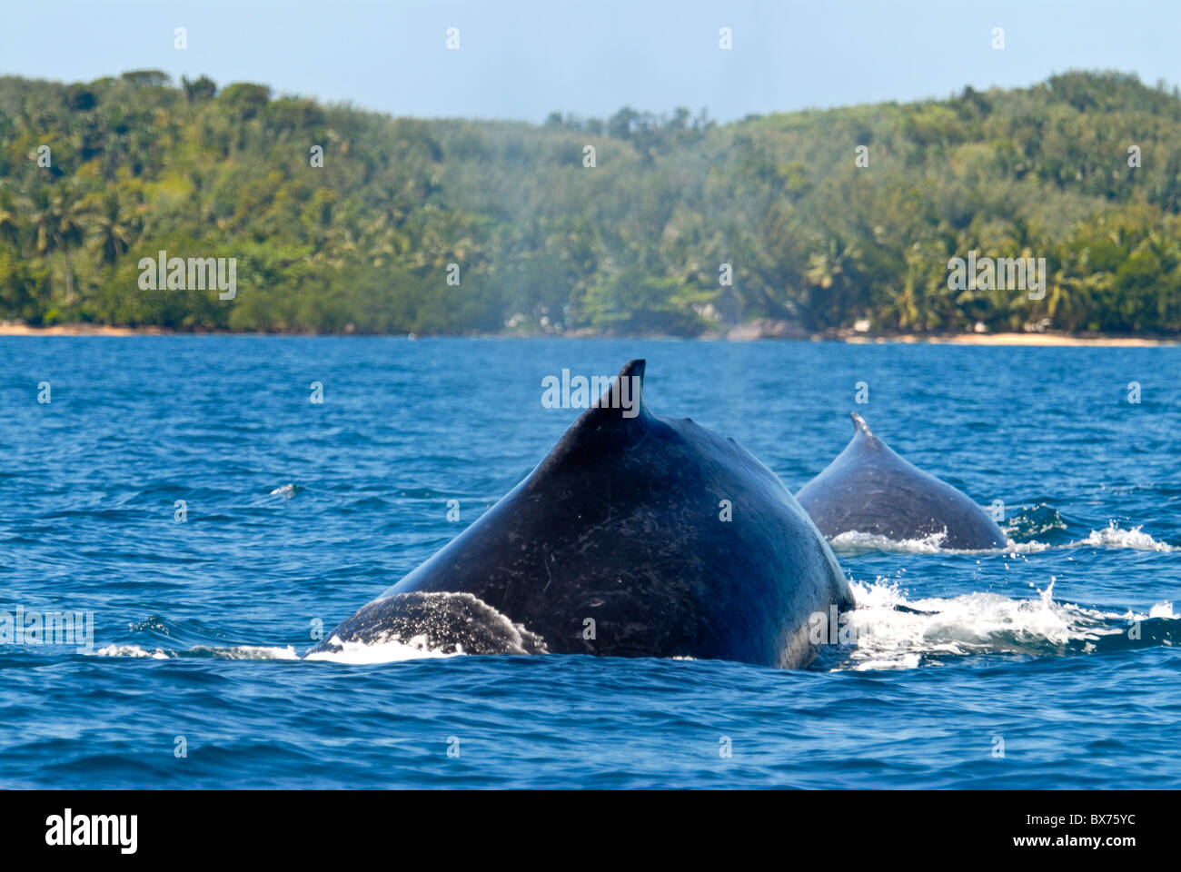 La ballena jorobada (Megaptera novaeangliae), Ile Sainte Marie, Madagascar, el Océano Índico, África Foto de stock