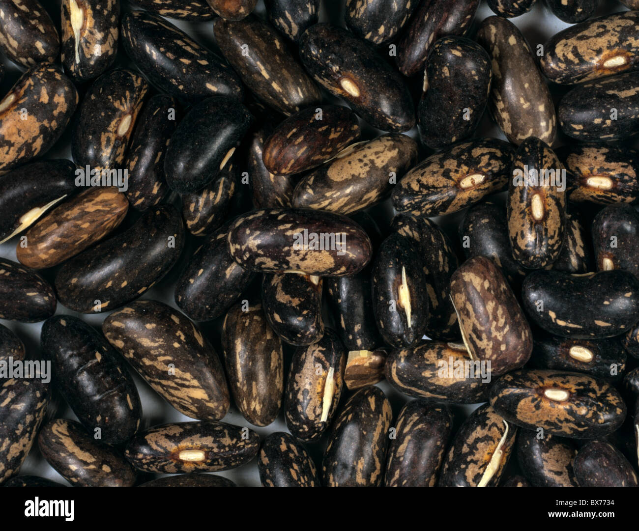 Enano de frijol (Phaseolus vulgaris) semillas Foto de stock