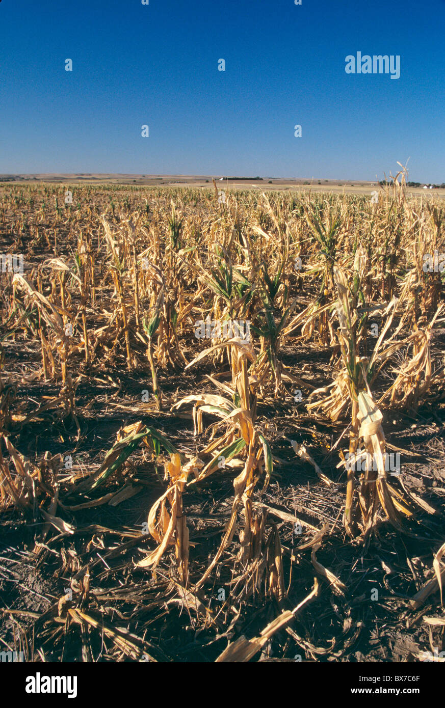 El fracaso de la cosecha debido a la sequía y el granizo, Foto de stock