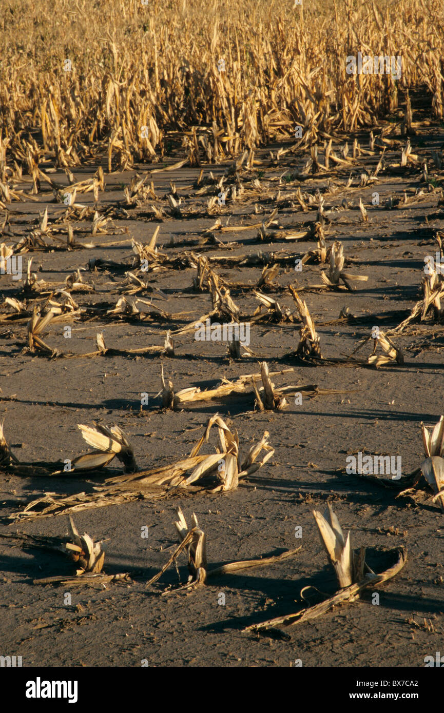 Campo de maíz, el fracaso de la cosecha debido a la sequía y el granizo. Foto de stock