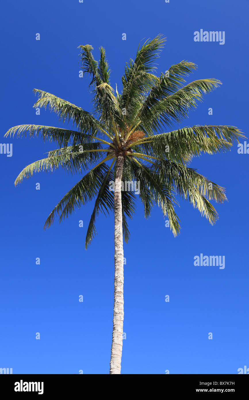 Palmera tropical en frente de cielo azul brillante. Foto de stock